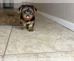 Small #6 Yorkshire Terrier