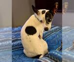 Small #3 Chihuahua Mix