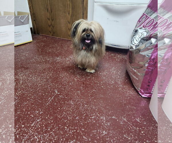 Medium Photo #1 Lhasa Apso-Unknown Mix Puppy For Sale in Fargo, ND, USA