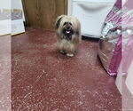 Small Lhasa Apso Mix