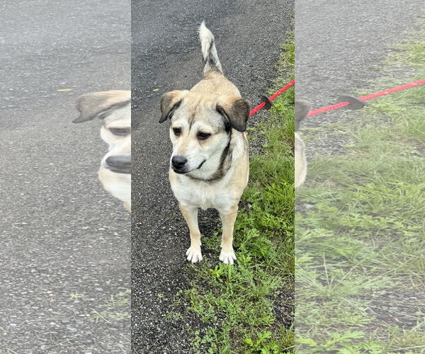 Medium Photo #12 Mutt Puppy For Sale in Chester, NJ, USA