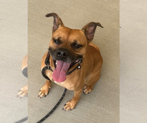 Medium Photo #1 Boxer Puppy For Sale in Tarboro, NC, USA