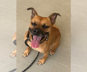 Boxer Dogs for adoption in Tarboro, NC, USA