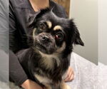 Small Colonial Cocker Spaniel-Pekingese Mix