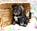 Small #4 Schnauzer (Miniature)