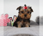 Small #1 Yorkshire Terrier