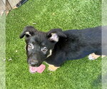 Small #1 Mutt