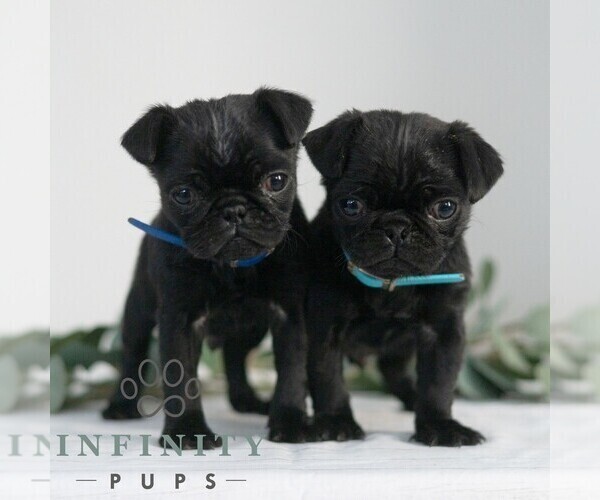 Medium Photo #2 Pug Puppy For Sale in MILL HALL, PA, USA