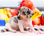 Small #10 Dachshund