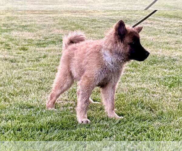 Medium Photo #2 Chow Chow-German Shepherd Dog Mix Puppy For Sale in Holly Hill, SC, USA