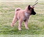 Small #1 Chow Chow-German Shepherd Dog Mix