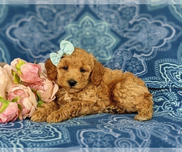 Medium Photo #5 Bichpoo Puppy For Sale in CHRISTIANA, PA, USA