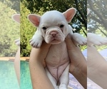 Small Photo #14 French Bulldog Puppy For Sale in LEAWOOD, KS, USA
