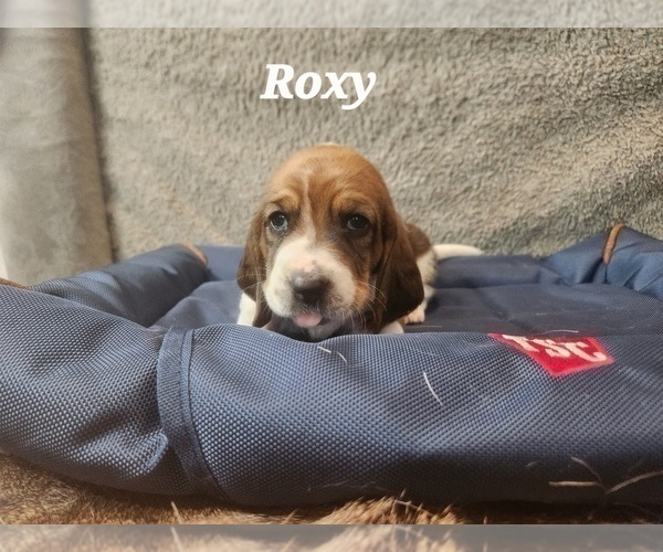 Medium Photo #31 Basset Hound Puppy For Sale in BYHALIA, MS, USA