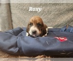 Small Photo #31 Basset Hound Puppy For Sale in BYHALIA, MS, USA
