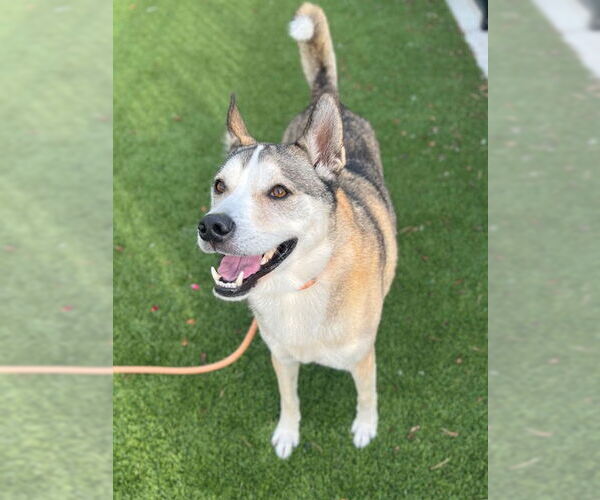 Medium Photo #1 Gerberian Shepsky Puppy For Sale in Baytown, TX, USA