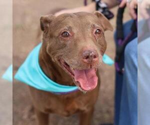 American Staffordshire Terrier Dogs for adoption in San Antonio, TX, USA
