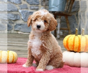 Goldendoodle (Miniature) Puppy for sale in EPHRATA, PA, USA