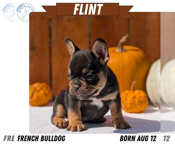 Medium Photo #7 French Bulldog Puppy For Sale in GOSHEN, IN, USA