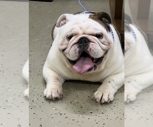 Father of the English Bulldog puppies born on 11/12/2025