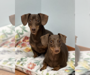 Jasper and Luna - Female Dachshund Dog for Adoption - Photo #4