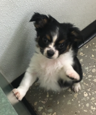 Chihuahua Puppy for sale in HUDSON, FL, USA