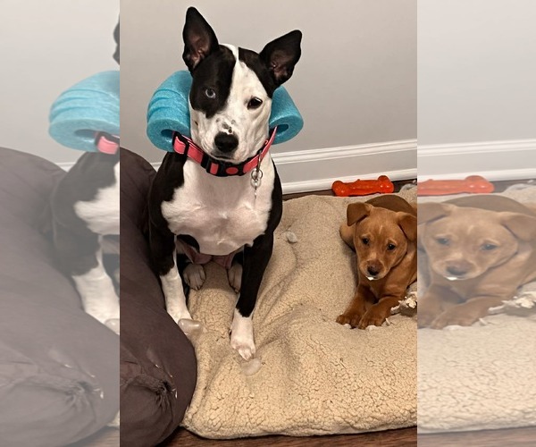 Medium Photo #7 American Staffordshire Terrier Puppy For Sale in Holly Springs, NC, USA