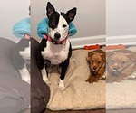 Small #6 American Staffordshire Terrier
