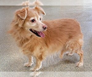 Golden Retriever-Spaniel Mix Dogs for adoption in Glendale , AZ, USA