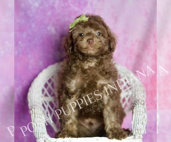 Medium Photo #130 Poodle (Miniature) Puppy For Sale in WARSAW, IN, USA