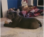 Small Photo #2 American Bully Puppy For Sale in MARTELL, NE, USA