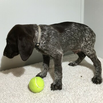 Medium Photo #3 German Shorthaired Pointer Puppy For Sale in GAP, PA, USA