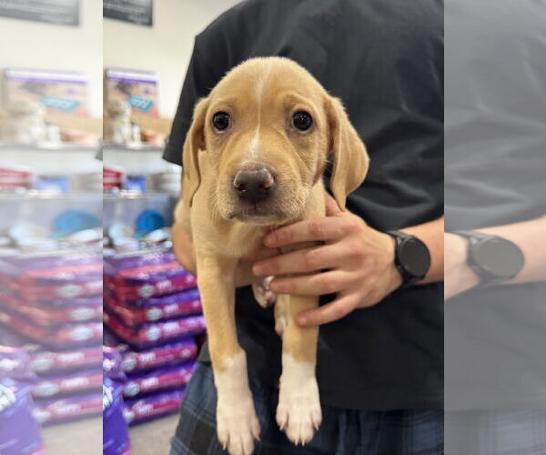 Medium Photo #7 Catahoula Leopard Dog-Labrador Retriever Mix Puppy For Sale in Sanford, FL, USA