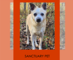 Small #1 Jack Russell Terrier Mix