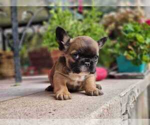 French Bulldog Puppy for sale in MIAMI, FL, USA