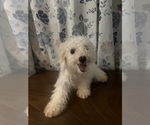 Small #43 Cavapoo-Poodle (Miniature) Mix