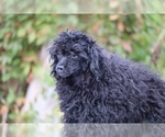 Small #28 Poodle (Toy)