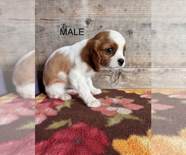 Medium Photo #9 Cavalier King Charles Spaniel Puppy For Sale in VERMONTVILLE, MI, USA