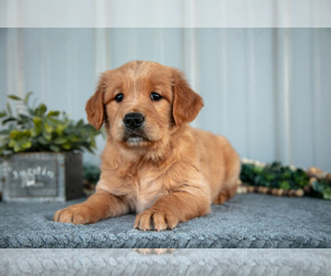Golden Retriever Litter for sale in WOLCOTTVILLE, IN, USA