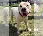 Small #4 Labrador Retriever Mix