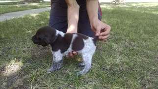 German Shorthaired Pointer Puppy for sale in GENEVA, NE, USA