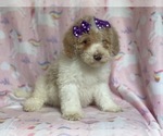 Small Photo #7 Poodle (Miniature) Puppy For Sale in LAKELAND, FL, USA