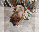 Small #1 Mutt