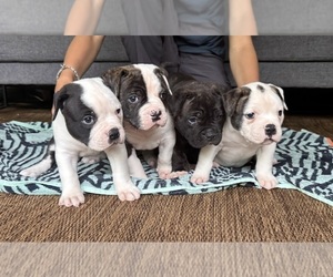 American Bulldog Puppy for Sale in COLUMBIA, Kentucky USA