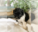 Small Photo #21 Cavapoo Puppy For Sale in MARQUAND, MO, USA