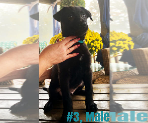 Medium Photo #5 Belgian Malinois Puppy For Sale in GRANT, AL, USA
