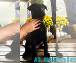 Small Photo #5 Belgian Malinois Puppy For Sale in GRANT, AL, USA