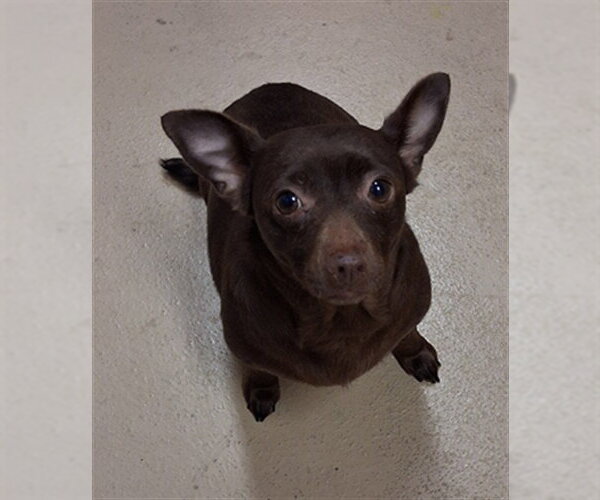 Medium Photo #1 Chihuahua Puppy For Sale in Chula Vista, CA, USA
