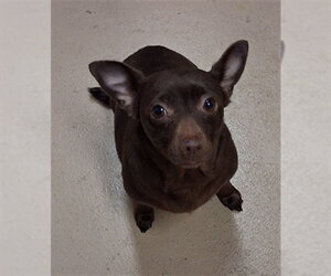 Chihuahua Dogs for adoption in Chula Vista, CA, USA