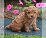 Small Photo #3 Poodle (Miniature) Puppy For Sale in MORGANTOWN, PA, USA
